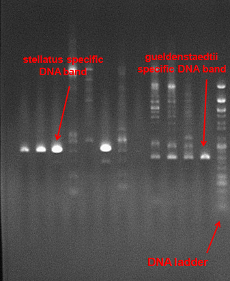 Gel electrophoresis analysis from fish samples