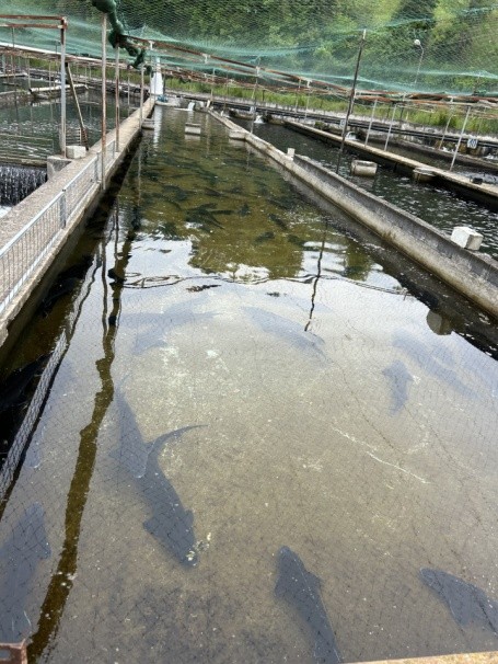 Grow-out raceways at aquaculture facility